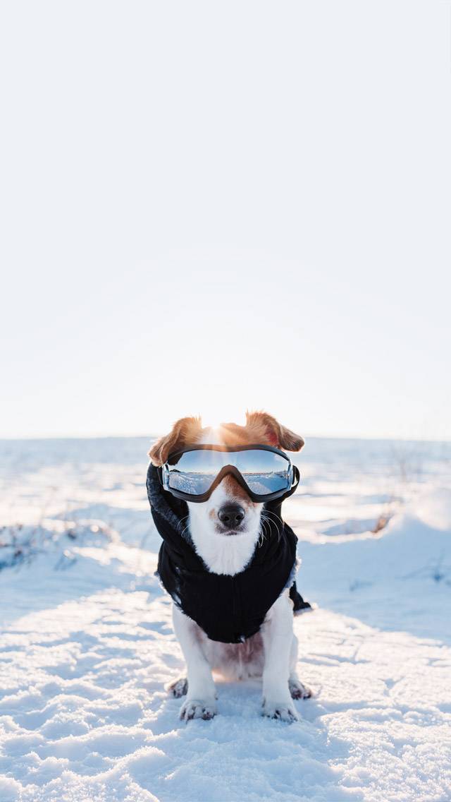 Puppy for cold weather