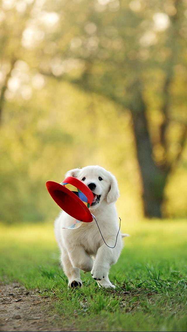 Puppy for partly cloudy weather