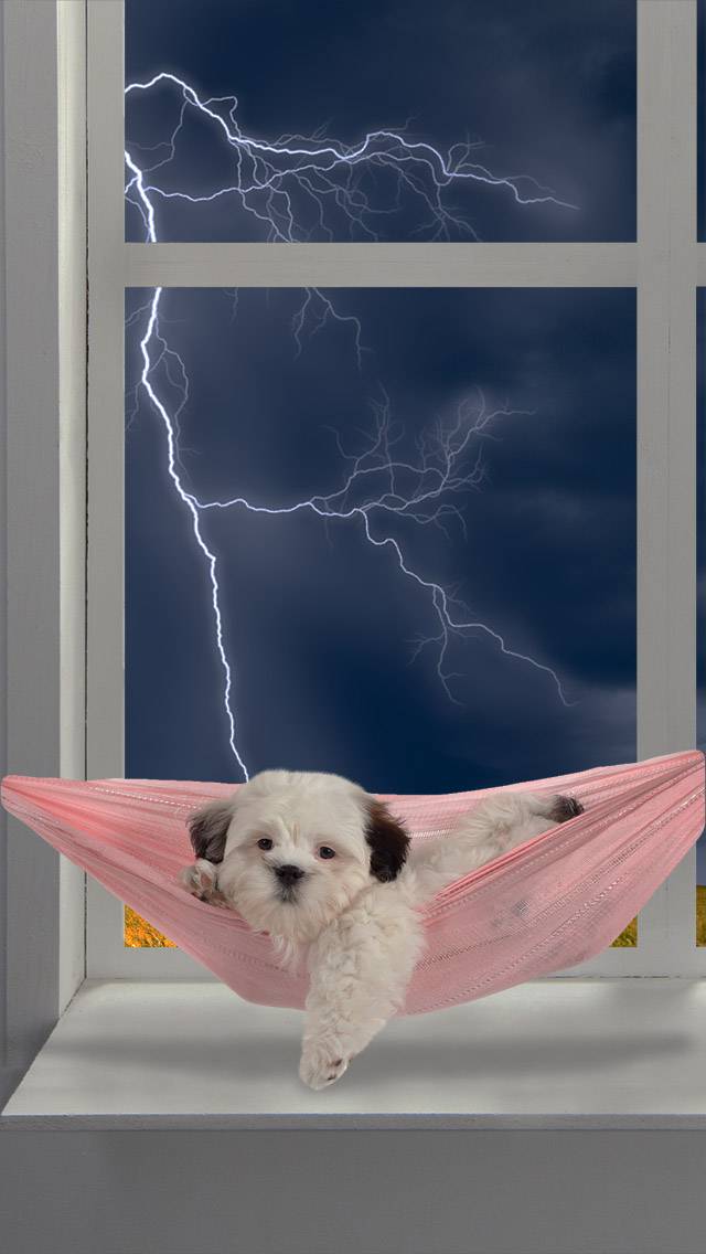 Weather Puppy showing thunderstorm weather
